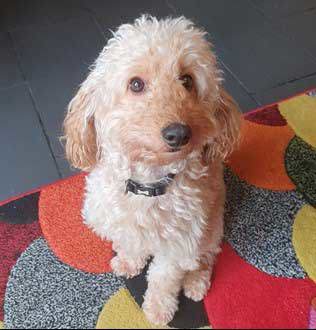 A fluffy white dog sitting on a mat